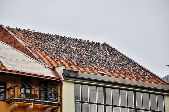 A2B Pest Control are able to install spikes to deter birds from roofs in Clerkenwell. 
