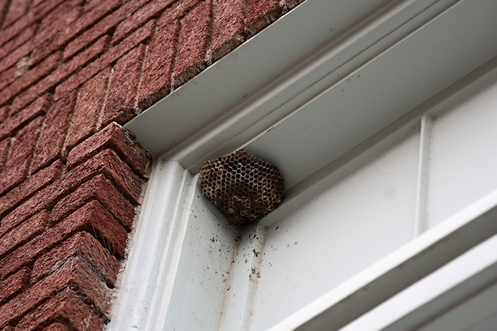 We provide a wasp nest removal service for domestic and commercial properties in Clerkenwell.
